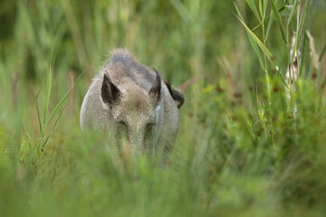 Dzik euroazjatycki, dzik, (Sus scrofa) © Bartosz Rakoczy