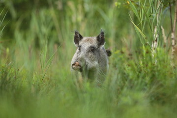 Dzik euroazjatycki, dzik, (Sus scrofa) © Bartosz Rakoczy