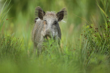 Dzik euroazjatycki, dzik, (Sus scrofa) © Bartosz Rakoczy