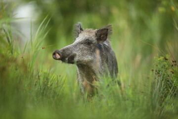 Dzik euroazjatycki, dzik, (Sus scrofa) © Bartosz Rakoczy