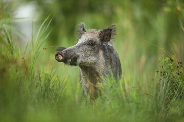 Dzik euroazjatycki, dzik, (Sus scrofa) © Bartosz Rakoczy