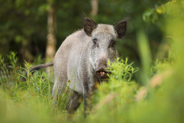 Dzik euroazjatycki, dzik, (Sus scrofa) © Bartosz Rakoczy