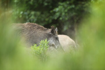 Dzik euroazjatycki, dzik, (Sus scrofa) © Bartosz Rakoczy