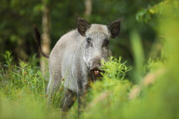 Dzik euroazjatycki, dzik, (Sus scrofa) © Bartosz Rakoczy