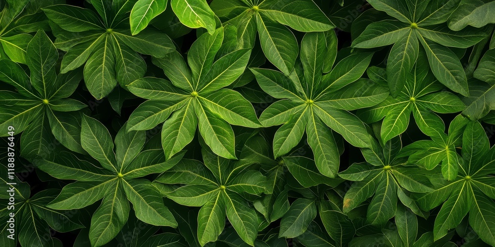 Poster Top view of vibrant papaya tree leaves showcasing their unique shape and texture, creating a stunning pattern. The lush green papaya tree leaves add beauty to any garden or landscape.