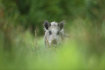 Dzik euroazjatycki, dzik, (Sus scrofa) © Bartosz Rakoczy