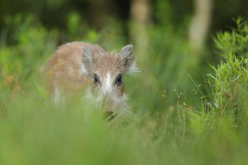 Dzik euroazjatycki, dzik, (Sus scrofa) © Bartosz Rakoczy