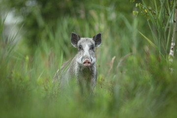 Dzik euroazjatycki, dzik, (Sus scrofa) © Bartosz Rakoczy