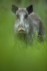 Dzik euroazjatycki, dzik, (Sus scrofa) © Bartosz Rakoczy