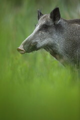 Dzik euroazjatycki, dzik, (Sus scrofa) © Bartosz Rakoczy