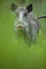 Dzik euroazjatycki, dzik, (Sus scrofa) © Bartosz Rakoczy