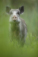 Dzik euroazjatycki, dzik, (Sus scrofa) © Bartosz Rakoczy