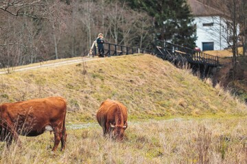 Two brown cows graze leisurely in a soft, grassy field while a person walks across a wooden bridge...