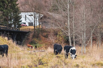 A group of cows grazes leisurely in a tranquil field, surrounded by sparse trees and a rustic...