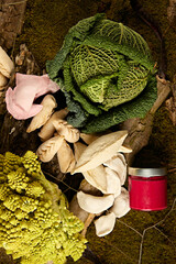 Still life of fresh cabbage, strings and horseradish