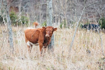 A curious calf stands in a serene meadow, surrounded by tall grass and trees. The soft sunlight...