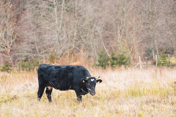 A black cow quietly grazes in a serene meadow, surrounded by golden grasses and bare trees. The soft light of the afternoon highlights the peaceful rural setting, creating a calming atmosphere