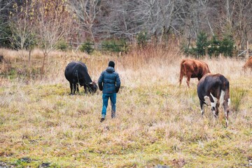 A lone figure strolls through a serene pasture, surrounded by grazing cattle. The gentle rustling of grass and the cool autumn air create a tranquil atmosphere in nature's embrace