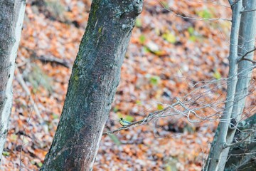 A vibrant bird rests on a slender branch, surrounded by a picturesque landscape of fallen autumn leaves and tall trees. The tranquil forest scene reflects nature's beauty