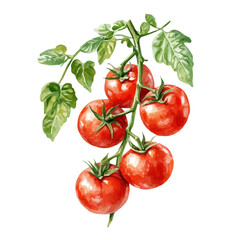 A watercolor vector painting of a tomato vine, isolated on a white background. Tomato vine vector.

