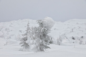 Landscape with winter snow-covered trees. Karelia. Russia