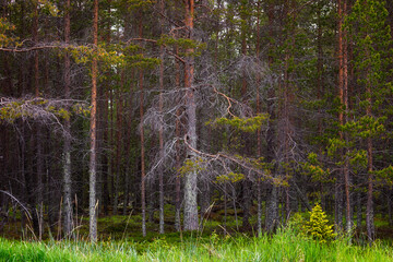 Fototapete bei efototapeten.de bestellen   
