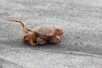 Big crab on the seashore. Close-up