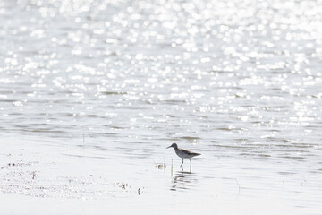 Wood sandpiper on a sandy shore near the water