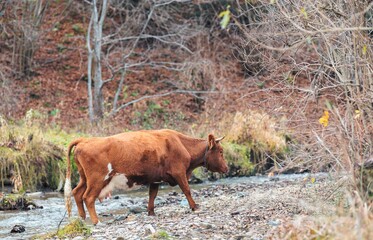 A brown cow wanders near a gentle stream surrounded by autumn leaves and barren trees, embodying...