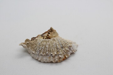 Oyster shell isolated on a white background