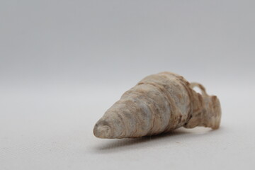 Sea snail Common cerith or European cerith (Cerithium vulgatum) isolated on a white background

