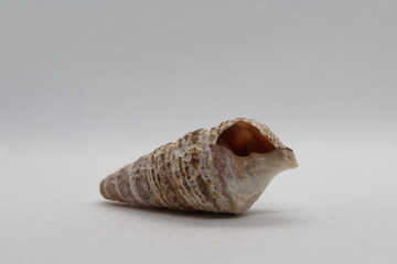 Sea snail Common cerith or European cerith (Cerithium vulgatum) isolated on a white background
