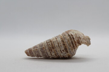 Sea snail Common cerith or European cerith (Cerithium vulgatum) isolated on a white background
