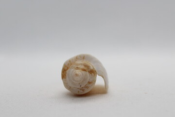 Image of strawberry strombus(Conomurex luhuanus) sea shell isolated on white background. Undersea Animals. Sea Shells.
