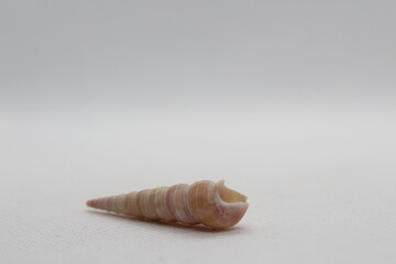 Sea shell Turritella communis isolated on a white background