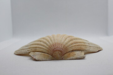 Big white scallop shell isolated on a white background