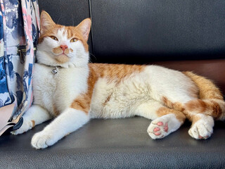 An orange cat is lying on a leather seat in the electric train. It is resting on a backpack.