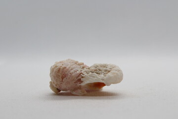 angaria tyria isolated on a white background