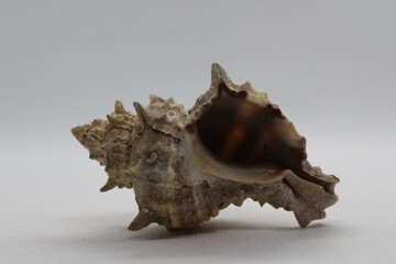 Corneta - Hexaplex trunculus - Murex trunculus, Phyllonotus trunculu isolated on a white background
