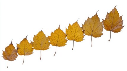 Autumn leaves falling nature scene close-up photography outdoor natural beauty