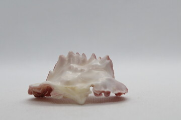 Oyster isolated on a white background 