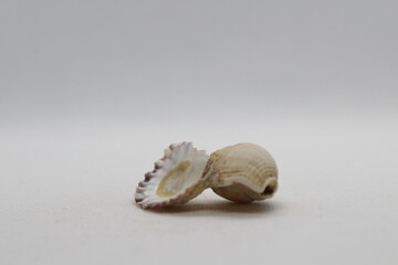 Two fused seashells isolated on a white background 