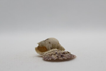Two fused seashells isolated on a white background 