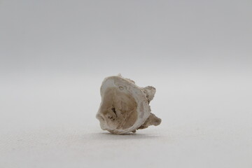 Small oyster shell isolated on a white background 