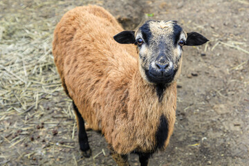 Portrait einer Ziege, eines Ziegenbock.
