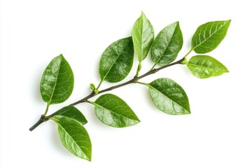 Obraz premium Fresh greenery leaves on white background for home decor, organic lifestyle, and nature-inspired design projects