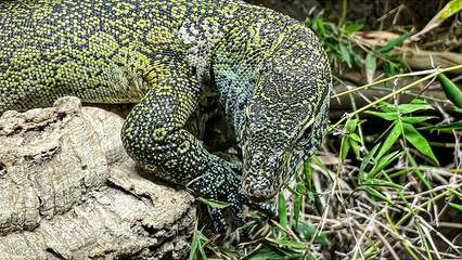Nahaufnahme eines Waran
