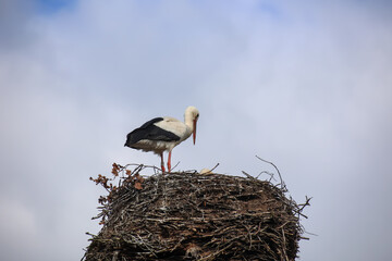 Ein Storch im Nest beim füttern des Nachwuchs. 
