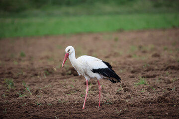 Ein Storch sucht Mäuse auf einem abgeernteten Feld. 