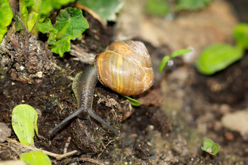 Eine kleine Bänderschnecke kriecht durch ein Beet. 